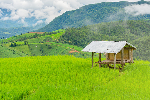 cottage or hut in rice fields of the mist floating over village at Pa Pong Pieng Chiang Mai, Thailand.