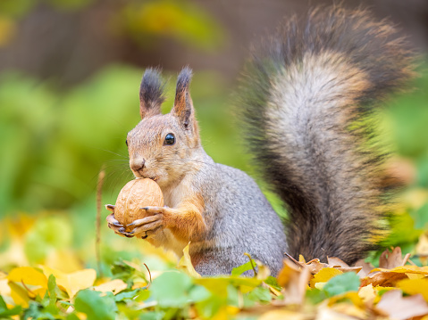 Squirrel with nut sits on green grass with fallen yellow leaves in autumn