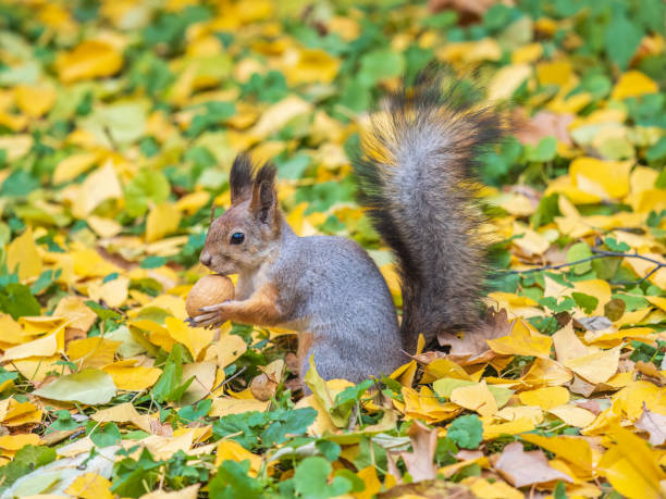 istock Autumn squirrel with nut sits on green grass with fallen yellow leaves 1647761507