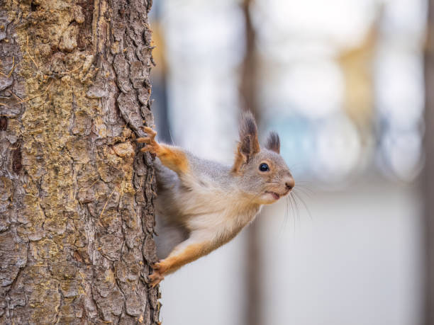 istock Portrait of a squirrel on a tree trunk 1647761516