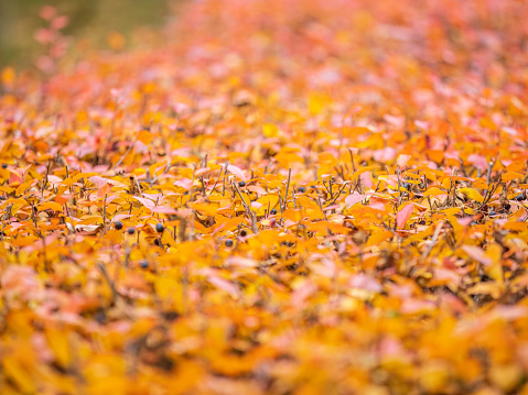 Branches with orange and yellow leaves in the autumn park. Nature background