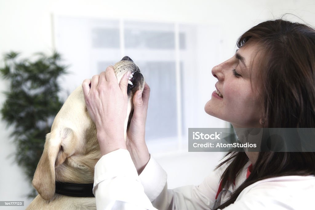 Vet examines dogs teeth Young female vet examines a Labrador's teeth in veterinary surgery. Adult Stock Photo