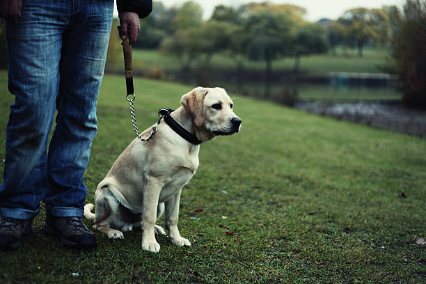 istock Labrador puppy sitting with owner 164777134