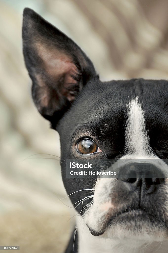 Terrier Boston Retrato - Foto de stock de Amuado royalty-free