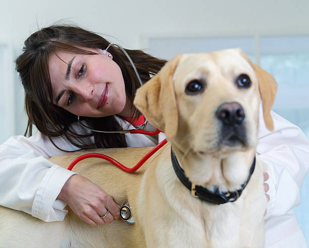 istock Vet checking dog's heartbeat 164777193