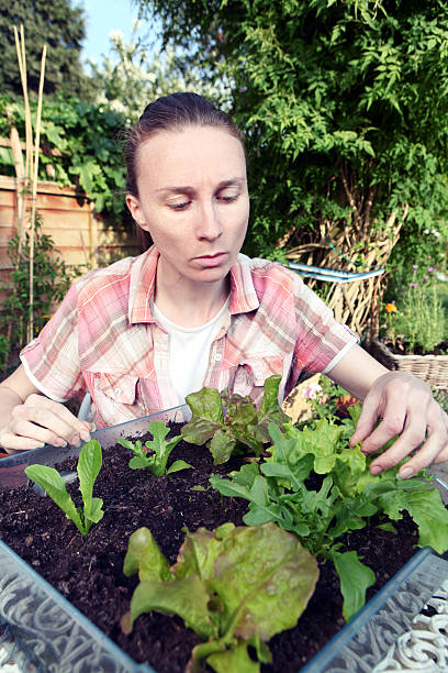 istock Woman tending to Lettuce plants 164778314