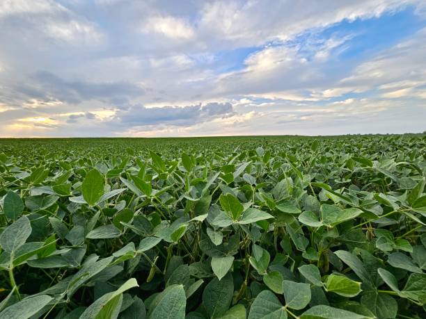 istock Nebraska soybean field under blue cloudy summer sky . 1647786809