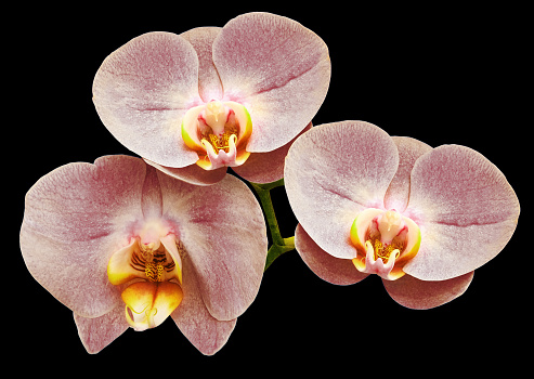 Phalaenopsis  flower, black  isolated background with clipping path.  Closeup.  no shadows.   For  design.  Nature.