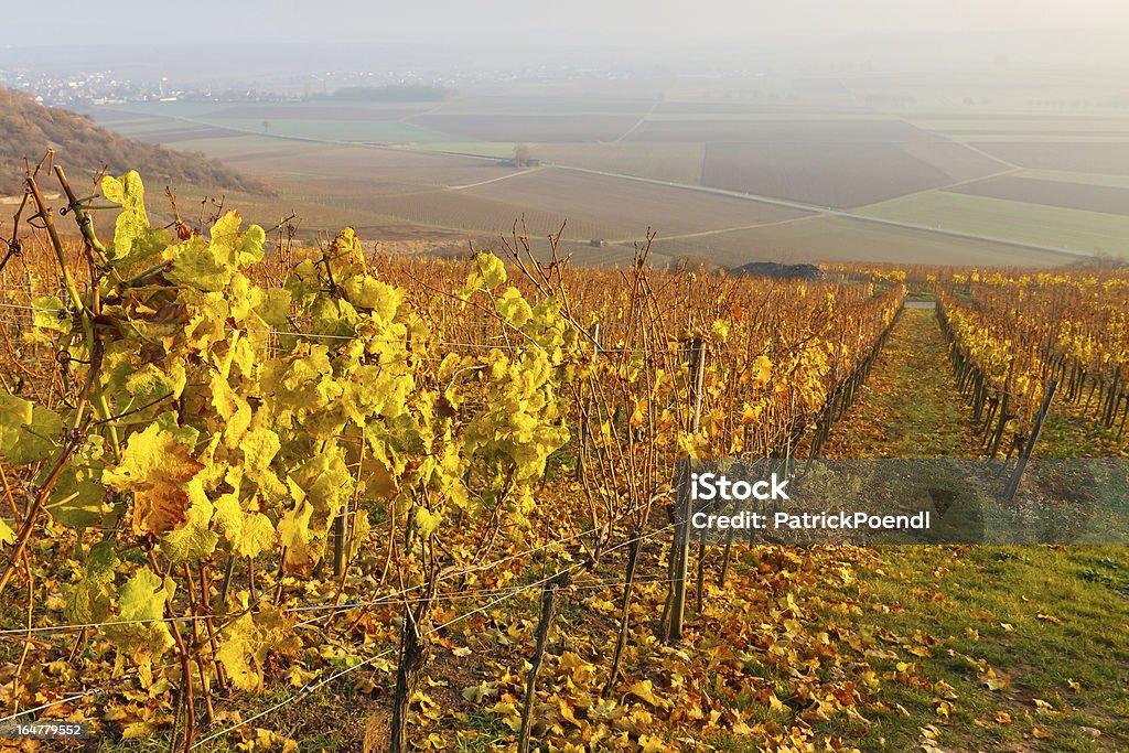 Herbstlaub in Vineyard - Lizenzfrei Anhöhe Stock-Foto