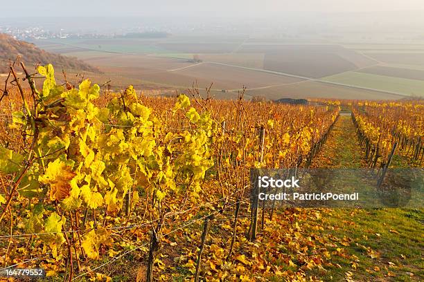 Foto de Folhagem De Outono Em Vinhedo e mais fotos de stock de Amarelo - Amarelo, Campo, Cena Rural