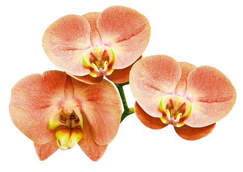 Phalaenopsis  purple   flower, white  isolated background with clipping path.  Closeup.  no shadows.   For  design.  Nature.