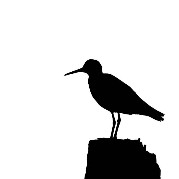 Green sandpiper silhouette vector. Silhouette of a bird vector illustration. Green sandpiper silhouette vector. Silhouette of a bird vector illustration. green sandpiper tringa ochropus stock illustrations