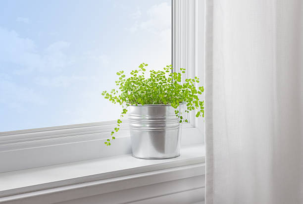 緑の植物を、現代的な家庭 - window light window sill home interior ストックフォトと画像