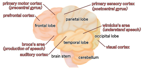 A simple illustration of the cerebrum seen from the side