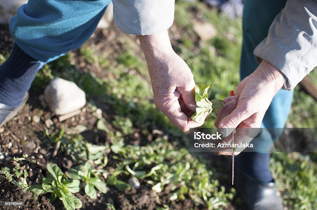 Salade main choisir - Photo de Agriculteur libre de droits