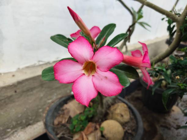 istock Adenium flowers 1647825118