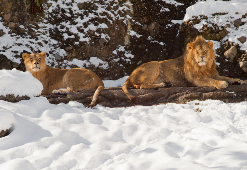 Close up portrait shot of lionesses in the wild