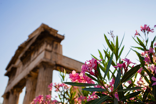 Pink flowers in bloom in Athens, Greece, with an old restored temple facade made of marble