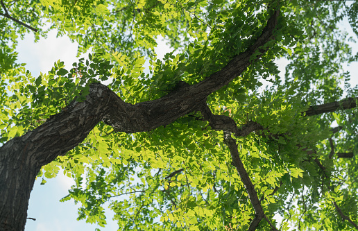 mighty old tree with green spring leaves