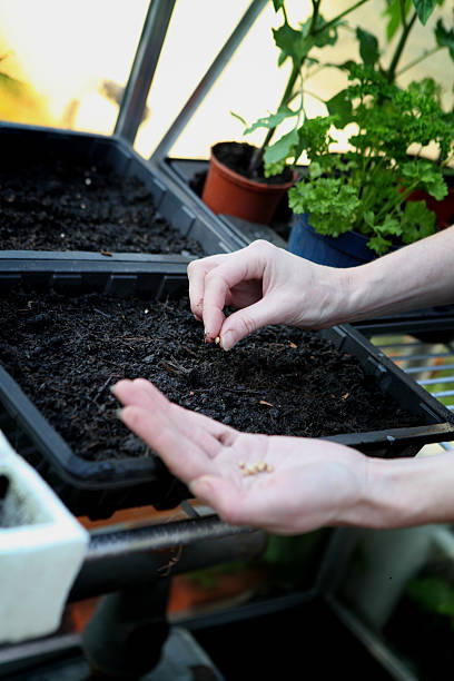 istock Sowing seeds in greenhouse 164785242