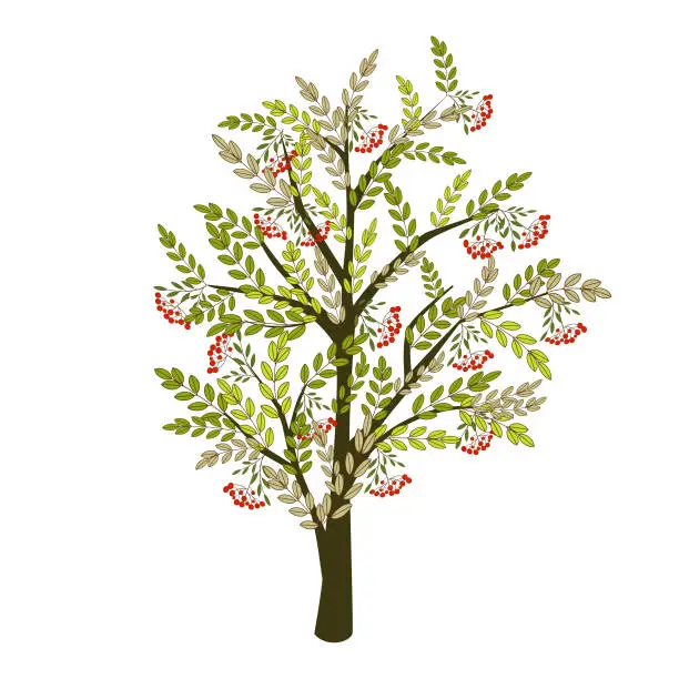 Vector illustration of Rowan tree