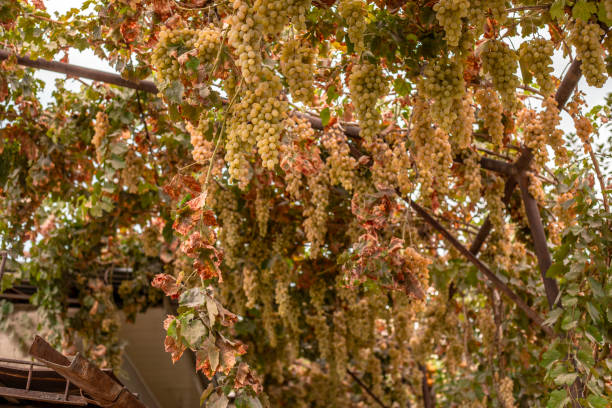 istock Vine arbor in the courtyard garden must be high and stable 1647861760