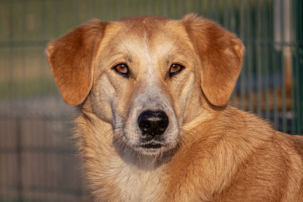 istock Portrait of a stray dog 1647900044