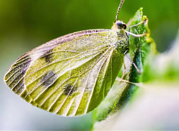 Makro Aufnahme von einem Kohlweissling