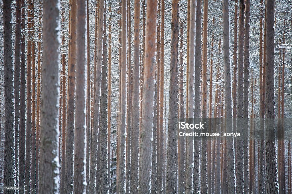 winter pine forest - Lizenzfrei Baum Stock-Foto