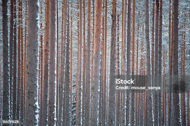 Winter Pine Forest Stockfoto und mehr Bilder von Baum - Baum, Dicht, Fotografie