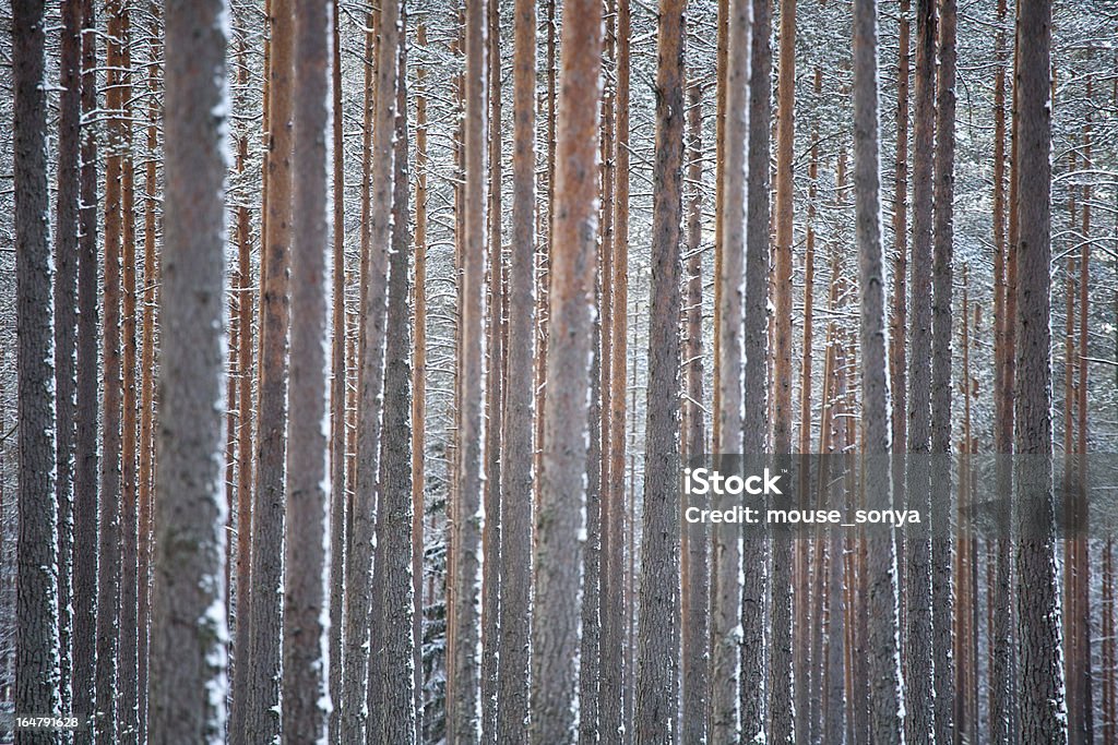 winter pine forest - Foto stock royalty-free di Albero