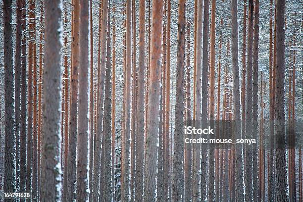 Foto de Floresta De Pinheiros De Inverno e mais fotos de stock de Bosque - Floresta - Bosque - Floresta, Caule, Continuidade