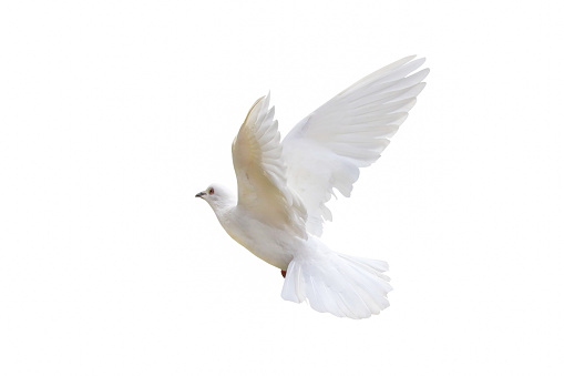 Beautiful of White dove isolated on a white background.