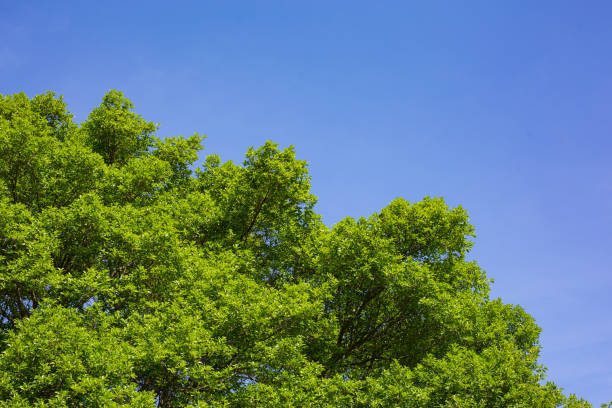 istock Branches and leaves of green trees on a bright sky background. 1647928620