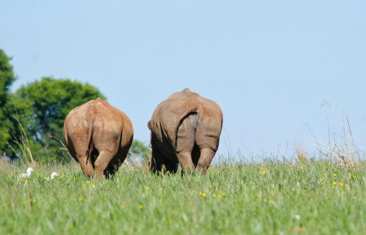 A pair of Rhinos walking away from camera in a green veld with yellow wild flowers