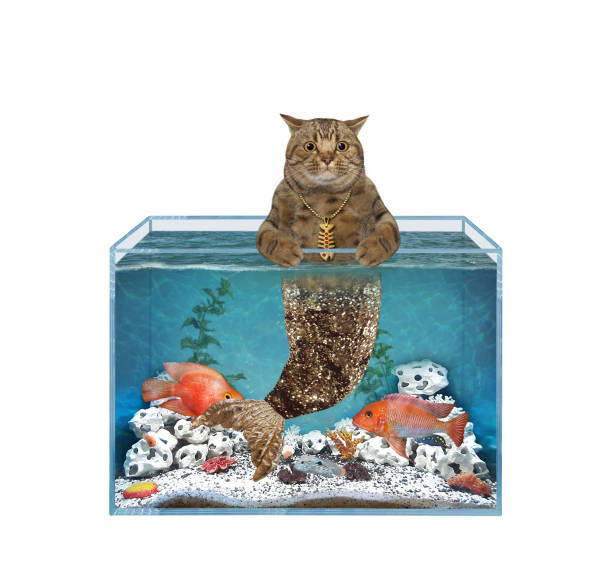 A beige cat mermaid in a square aquarium. White background. Isolated.