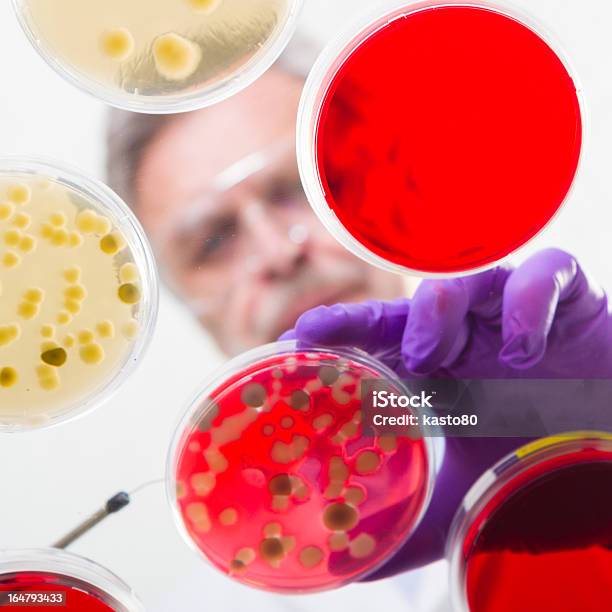 Foto de Sênior Vida Ciência Pesquisador Grafting Bactérias e mais fotos de stock de Adulto