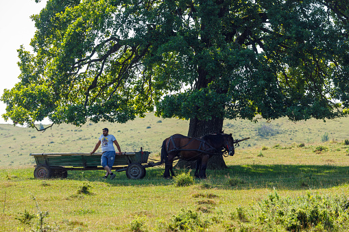 Viscri, Brașov, România - July 03, 2022: A horse carriage in the landscape of viscri