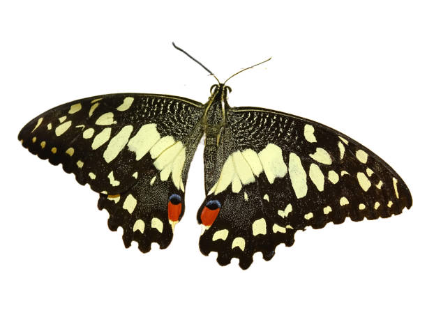 istock Papilio demoleus butterfly isolated on white 1647946274
