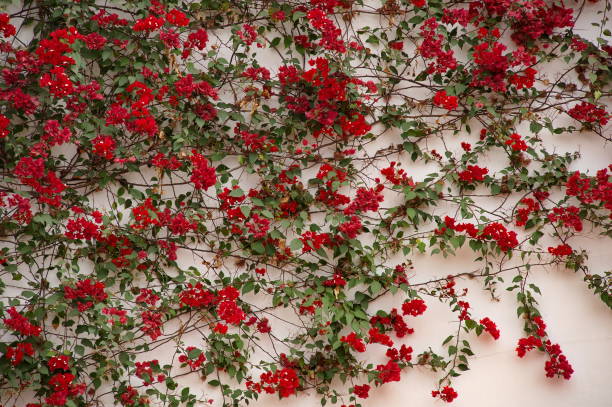 istock Red flower against white background 1647947989
