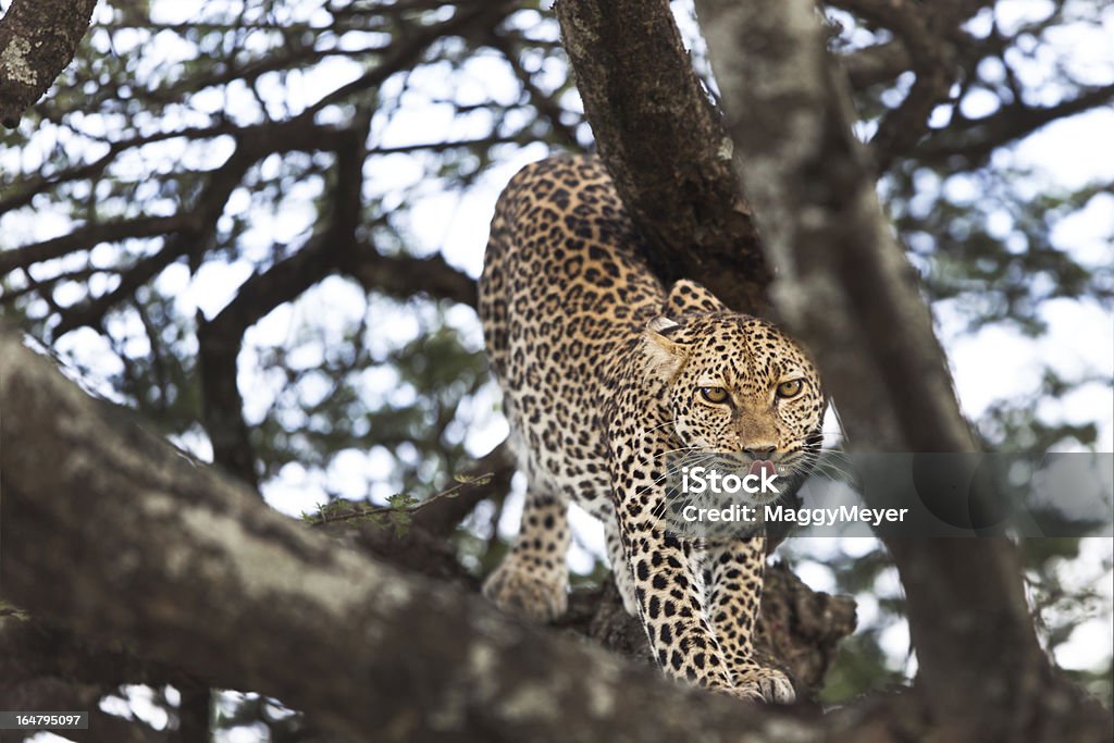 Leopard just before climb down from the tree Leopard female near Ndutu, Ngorongoro Conservation Area. Africa Stock Photo