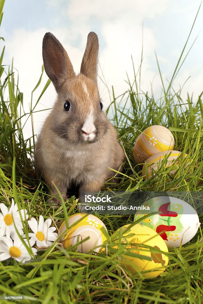 Conejito de pascua con huevos - Foto de stock de Aire libre libre de derechos