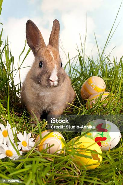 Conejito De Pascua Con Huevos Foto de stock y más banco de imágenes de Aire libre - Aire libre, Animal, Animal doméstico