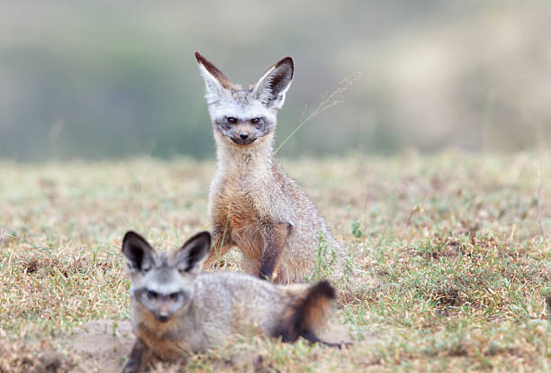 Bat-eared Foxes stock photo