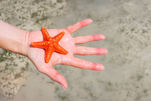 Child show beautiful red starfish caught on the beach at the sea