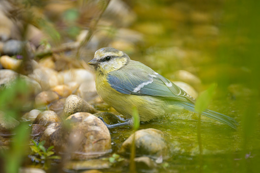 A juvenile Blue Tit sitting on a plant in the water, sunny day in summer, Vienna (Austria)