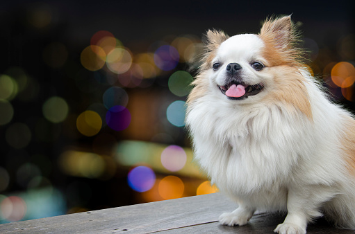 Cute smiling white chihuahua face sitting on colorful bokeh abstract background.