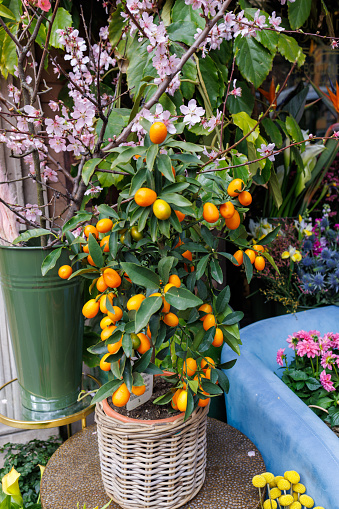 Beautiful kumquat plant with ripe orange fruit in pot on the traditional street market in Bologna, Italy