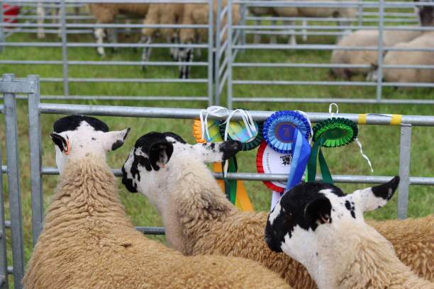 ovelhas em currais de julgamento em uma feira agrícola rural - agricultural fair - fotografias e filmes do acervo