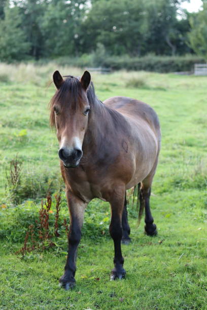 istock Exmoor pony standing in a meadow 1647989894